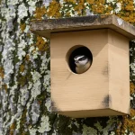 Les ornithologues le répètent chaque année : ce geste vital sauve vraiment les oisillons