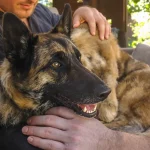 Pour ne pas être séparé du Malinois de mission, ce maître-chien l’adopte et lui offre une retraite dorée