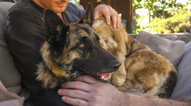 Pour ne pas être séparé du Malinois de mission, ce maître-chien l’adopte et lui offre une retraite dorée Pour ne pas être séparé du Malinois de mission, ce maître-chien l’adopte et lui offre une retraite dorée