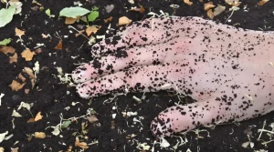 Sol vivant : pourquoi il change tout pour votre jardin potager et vos récoltes