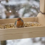 À quel moment faut-il arrêter de nourrir les oiseaux du jardin ? La règle à suivre